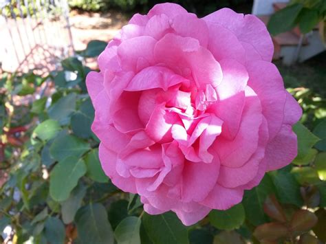 Rosa Jardim Foto Gratuita No Pixabay Pixabay