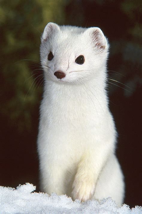 Pure White Ermine Short Tailed Weasel This Shot Goes Bac Flickr