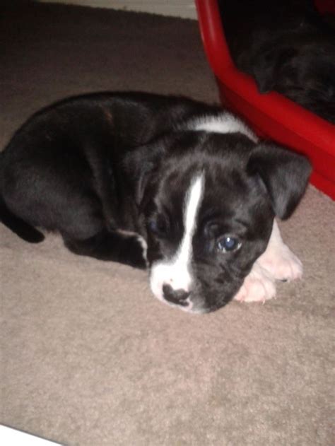 Staffordshire Bull Terrier Puppies For Sale Pets4homes