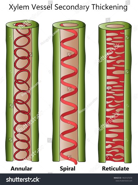 Xylem Vessel Images Stock Photos And Vectors Shutterstock