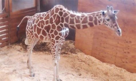 April The Giraffe Live Cam Watch Incredible Moment April The Giraffe Goes Into Labour Nature