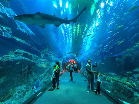 Dubai Aquarium And Underwater Zoo Is One Of The Largest Aquariums In The