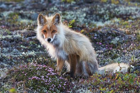 Red Fox Tundra In Bloom Photograph By Ken Archer Pixels