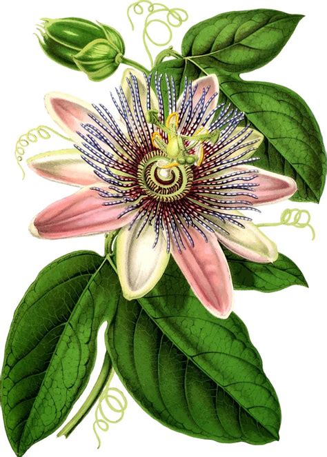 Passion Flower 2 By Firkin Vector Version Of A Png That Was Uploaded