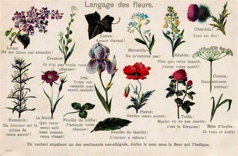 Molti nomi di fiori sono diventati anche nomi propri. nomi e immagini di tutti fiori