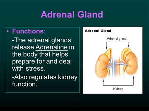 Endocrine Role Of Kidney