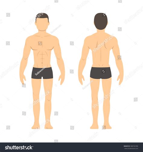 Human body front side back. Athletic Male Body Chart. Muscular Man Body From Front And ...