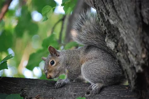 Gray Squirrel State Symbols Usa