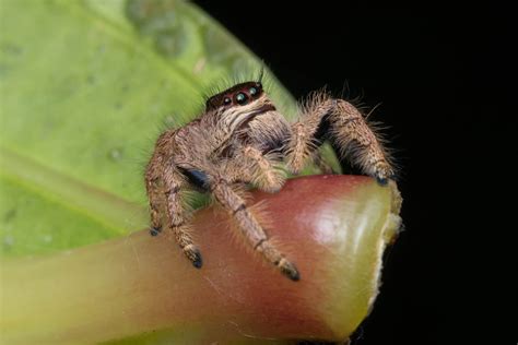 Meet The Largest Jumping Spider In The World A Z Animals