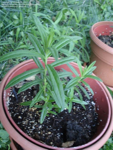 Butterfly weed is great for attracting butterflies, insects, and even hummingbirds! PlantFiles Pictures: Asclepias Species, Butterfly Milkweed ...