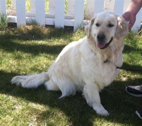 Beautiful Akc English Creme Golden Retriever Adult Female For Sale In
