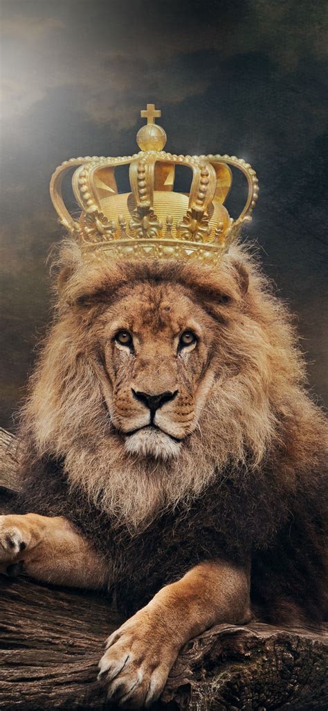 Lion Roar Iphone Wallpaper