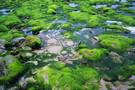 Green Algae On Sea Shore Rocks Stock Image B3020194 Science