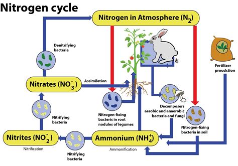 Describe The Nitrogen Cycle With The Help Of A Diagram