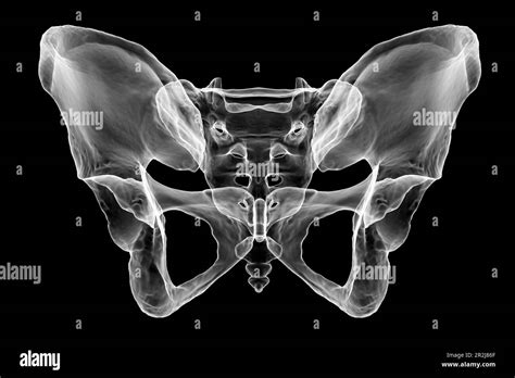 Anatomy Of The Pelvis Bones Illustration Stock Photo Alamy