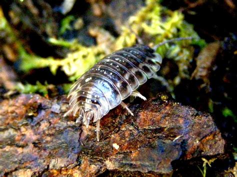 Wenn sie zuvor ein krankes, verletztes oder ein verwaistes. Spinnentiere im Westerwald
