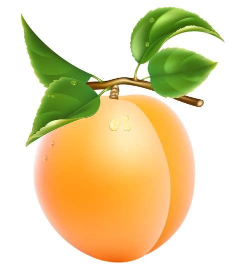 Peach Clipart One Peach One Transparent Free For Download On