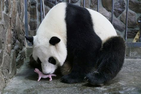 Est100 一些攝影some Photos Giant Panda With Its Cub 大熊貓與它的幼崽