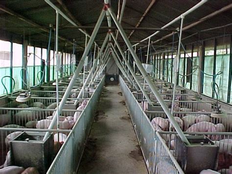 Crianza De Cerdos Todo Sobre Porcicultura Y Asesoramiento