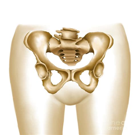 Anatomy Of Female Hips And Pelvic Bones Digital Art By Stocktrek Images