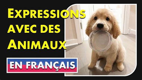 06 Expressions Françaises Avec Des Animaux Youtube