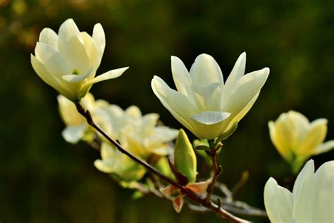 Magnolias Produce Gorgeous Blooms In Early Spring In 2020 Deep Yellow