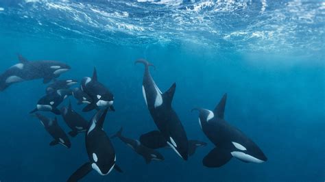 Although orcas tend to aggregate in cold water, they live in all the world's oceans, from the antarctic female orcas become mature around age 15. Orcas, estrategias de caza
