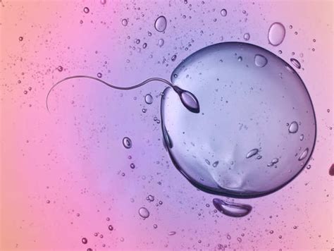 The Difference Between Semen And Sperm And More What Is The