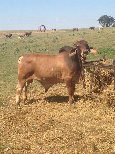 Each ad has a link to the members page so you can locate the contact information for that listing. 5 - Brahman Bulls for Sale - Oklahoma