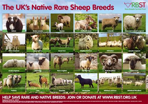 Rare Breed Sheep Poster · Forum · Lambwatch