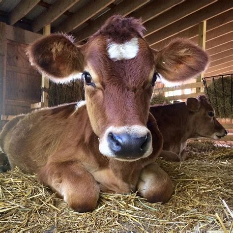 We did not find results for: This cute cow is just chillin on a warm summer day at a sanctuary. Make sure you give us a ...