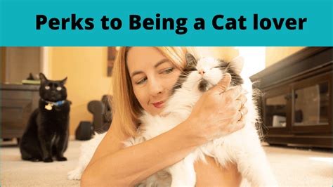 Perks Of Being A Cat Lover Cat Sitter Toronto Inc