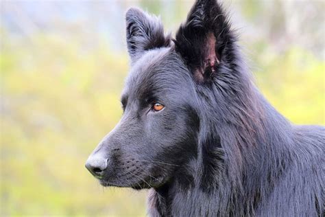 German Shepherd Pupvine