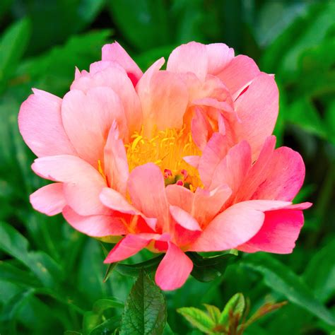 We offer a great selection & colours of the more popular peonies and are happy to combine different varieties with your order. Blushing Coral Peony Bulbs For Sale | Coral Sunset ...
