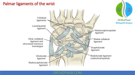 Wrist Anatomy Orthofixar 2023
