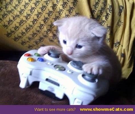 Kitten Playingxbox Showmecats Thehobbyist Gamer Cat Funny
