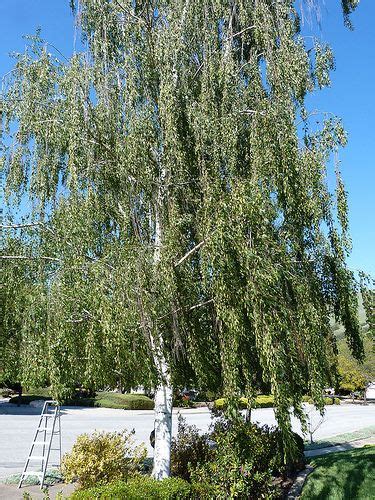 Betula alba (commonly known as white birch) is a deciduous tree that grows up to a medium height, anything between 70 feet and 80 feet. weeping white birch - Google Search | Birch trees ...