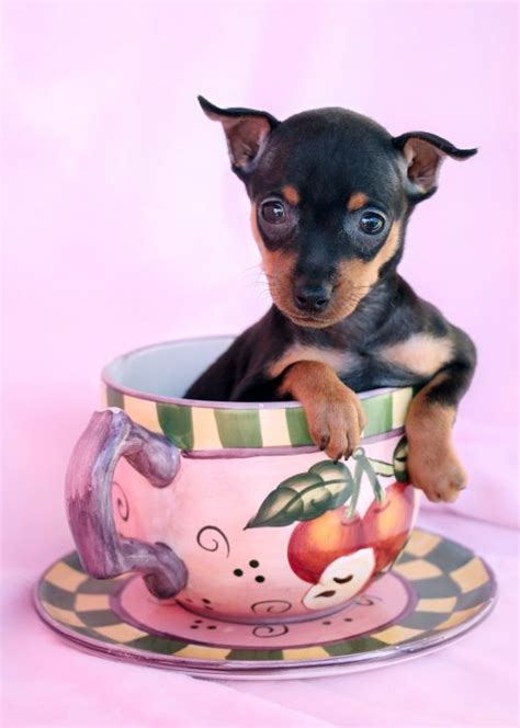 She is the red minpin in the picture. Miniature Pinscher Min Pin Puppies For Sale by TeaCups ...