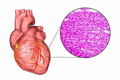 Muscle Cardiac Heart Human Tissue Illustration Cells