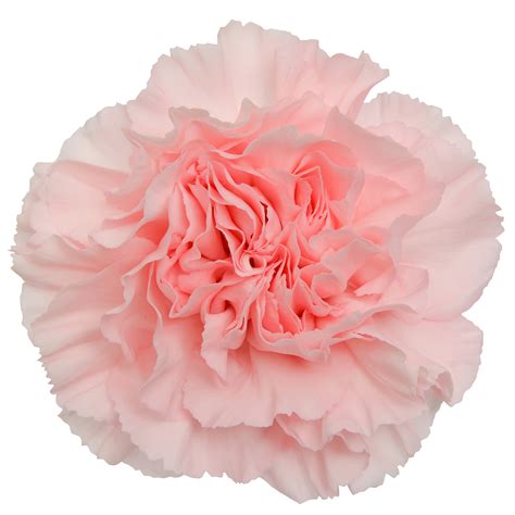 Carnation Pink Pick Up Flower Catalog