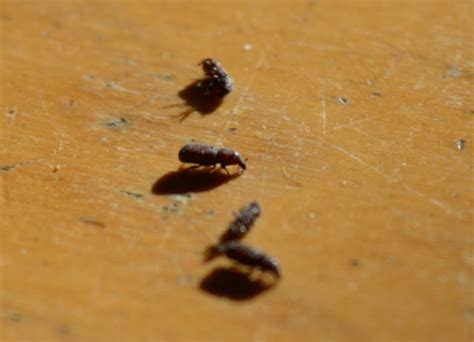 Ausserdem haben die ziemlich lange fühler. Was sind das für kleine Käfer in meiner Wohnung? (Haus ...