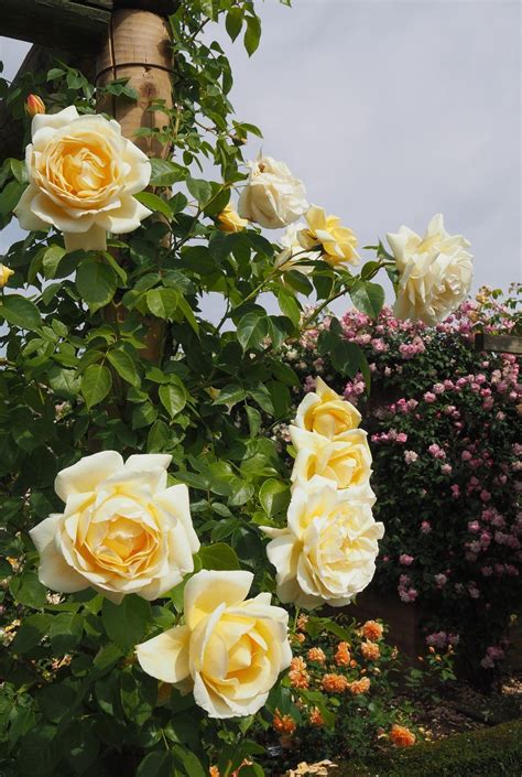 Can be used for beds and borders, container rose, cut flower or garden. David Austin Rose Garden: English Rose Perfume Perfection ...