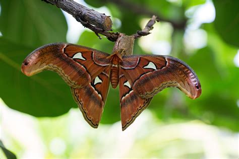 Der seidenspinner oder maulbeerspinner (bombyx mori) ist ein ursprünglich in china beheimateter schmetterling aus der familie der echten spinner (bombycidae). Atlasfalter oder Atlasspinner Foto & Bild | natur, zoo ...