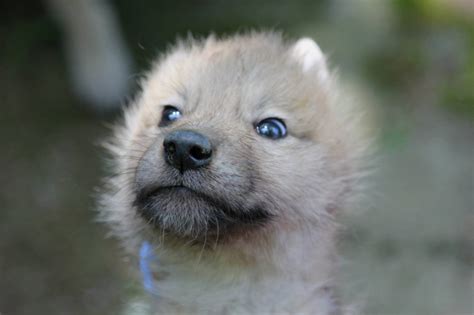 Five Adorable Arctic Wolf Pups Born At Zoo Brno Zooborns