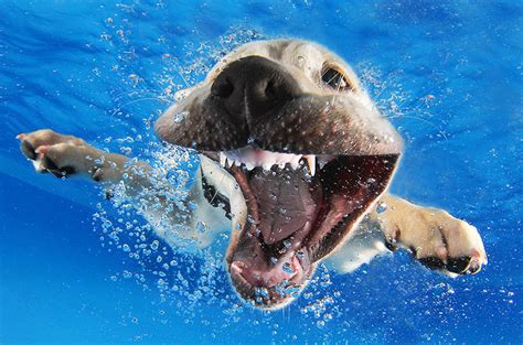 Underwater Puppies New Photo Series By Seth Casteel