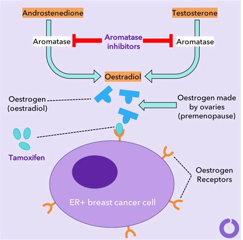 Tamoxifen Vs Aromatase Inhibitors How Do They Work Owise Uk