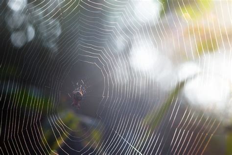 All About Spider Silk Terminix