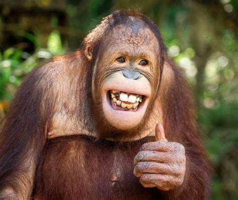 Pin By Virginia Brauer On Apes Smiling Animals Happy Animals Animals