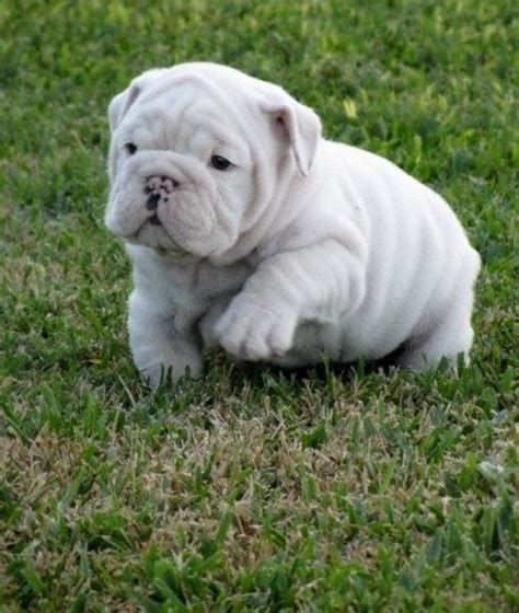 Welcome to english bull dogs for sale. English Bulldog for sale in Bangor, ME - oh how I wish I ...