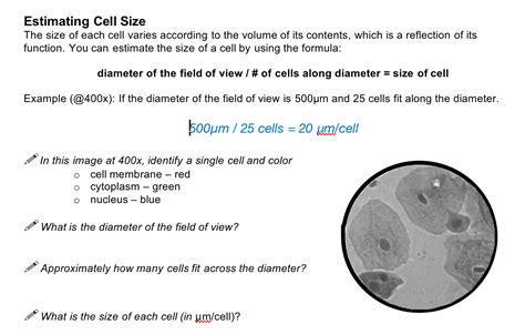 Solved Estimating Cell Size The Size Of Each Cell Varies Chegg Com